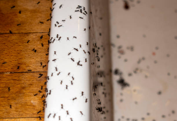 Best Pest Prevention Services  in Richmond, VA